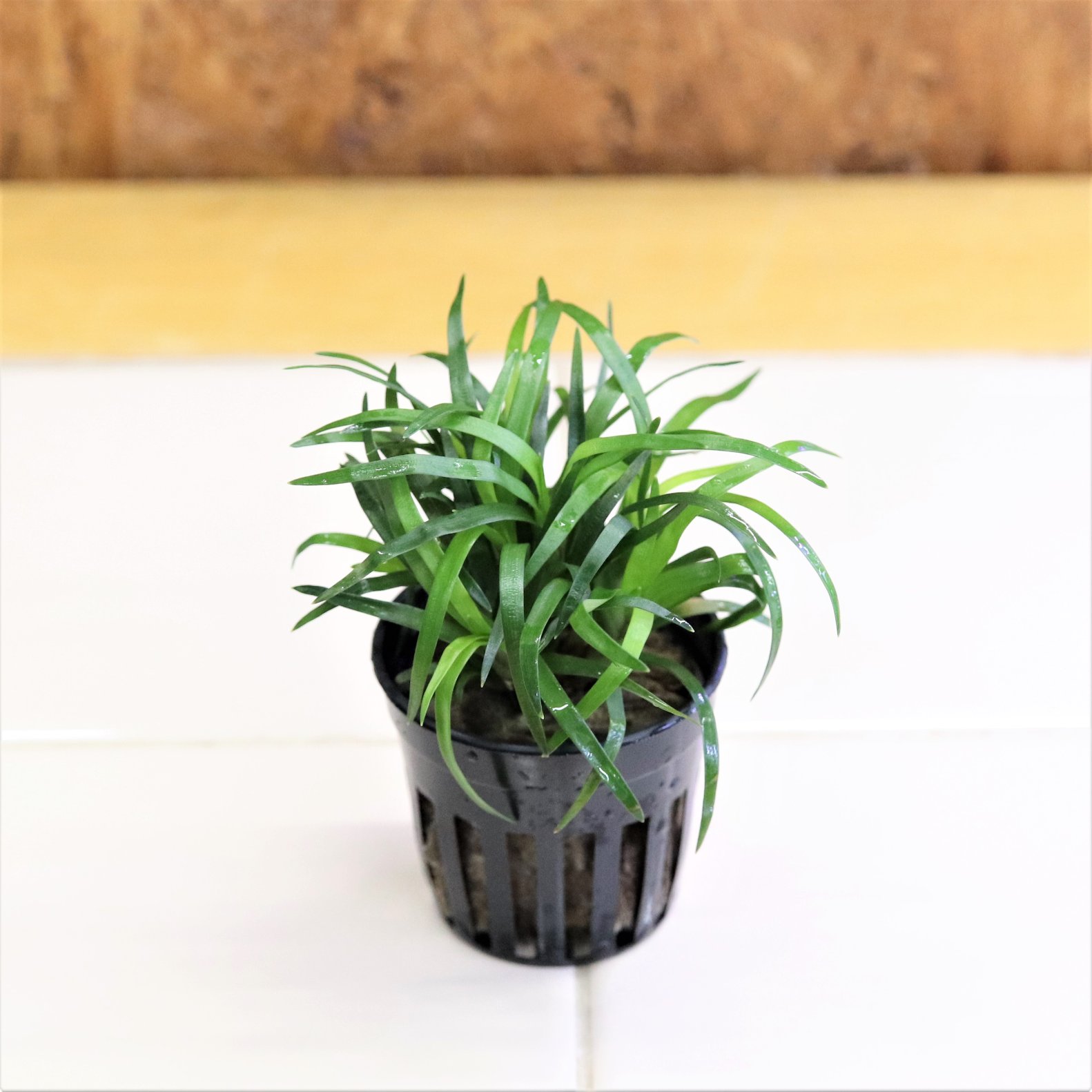 Waterplantslover エリオカウロンsp ベトナム Eriocaulon Sp Vietnam タイ便で来るもの 初めて取りました アクアフルールに比べ 葉幅広めで 葉先もそれほどシャープになりません 現状では 感じがちょっと異なる気はします Waterplantslover