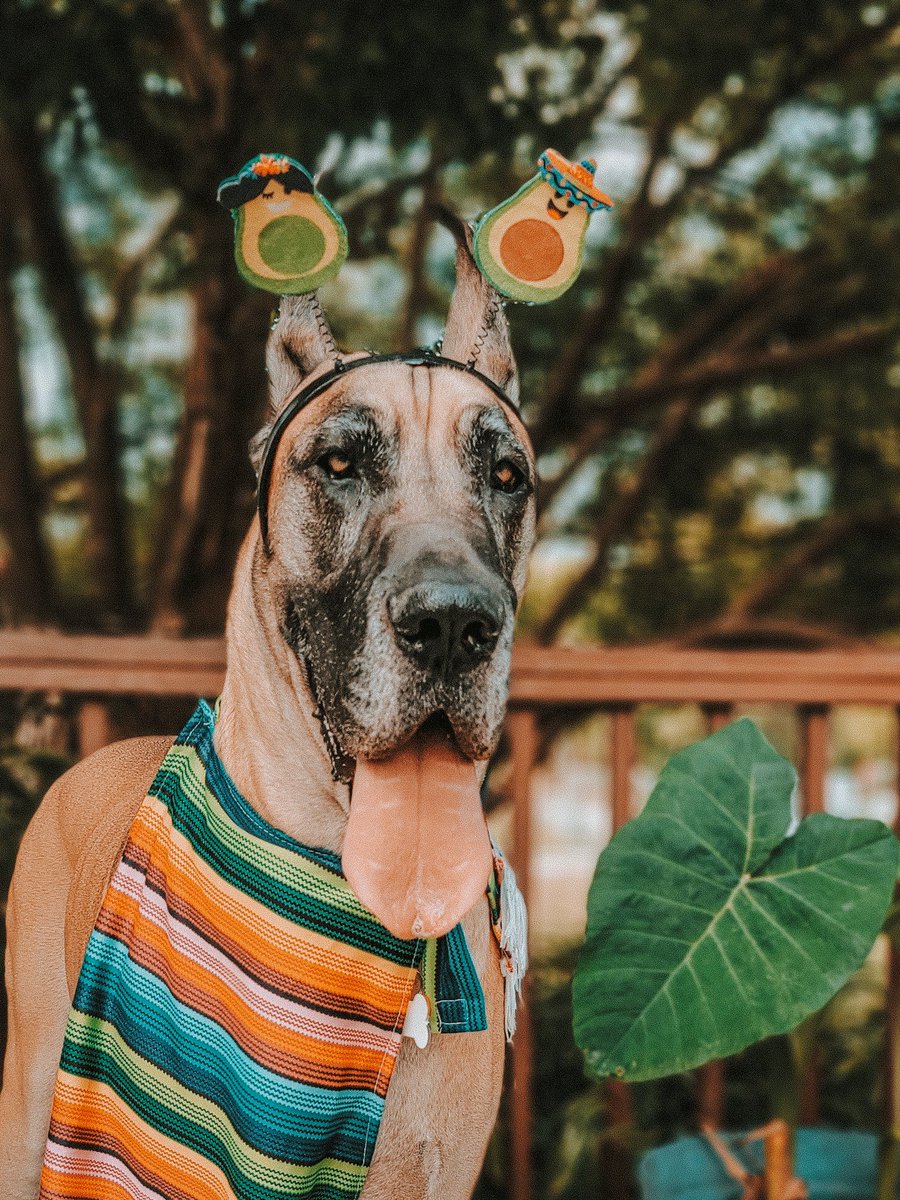 FergusGreatDane's tweet photo. Happy #CincodeMayo !!! 🥑🌮🌵
#holyguacamole #youguacmyworld #tacoboutaparty #limeyours #chipchiphooray #itsfiestatime #mexcellent #ole
🔸️
🔸️
#greatdane #RipleyTheFawnDane #dogsoftwitter https://t.co/C0W9ZJPnYT
