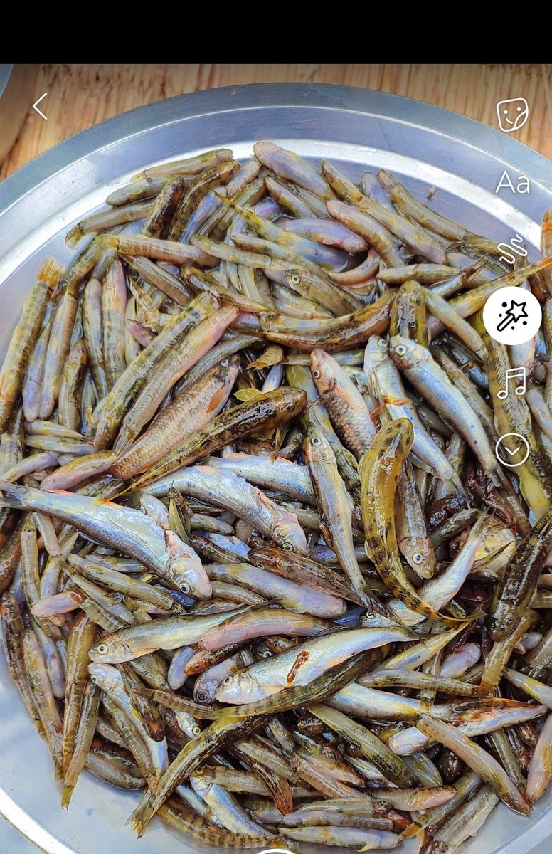 अर्घाखाँचीको खोलाको लोकल माछा खाने हो??