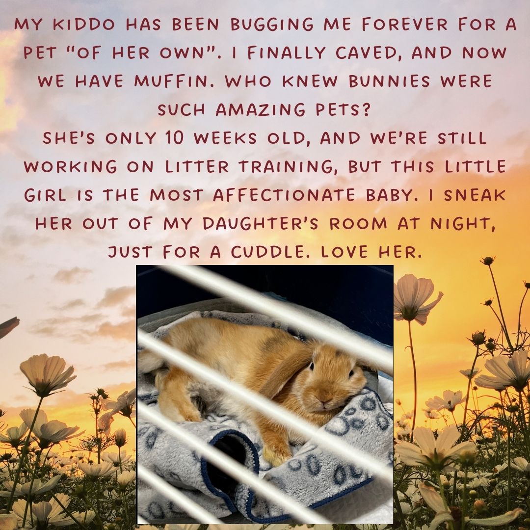 #FurBabyFriday #FridayFunday #BunnyFever