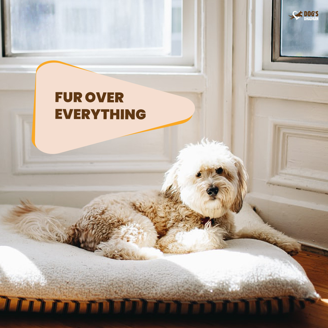 DogsDhadkan's tweet photo. Fur over everything
My fashion philosophy is if you are not covered with dog hair, your life is empty.

#dogsdhadkan #dogcare #petlover #dogchews #dogtreat #gooddog #cutepuppies #doglovers #petstagram #dogstagram https://t.co/OLaAnvMEQl