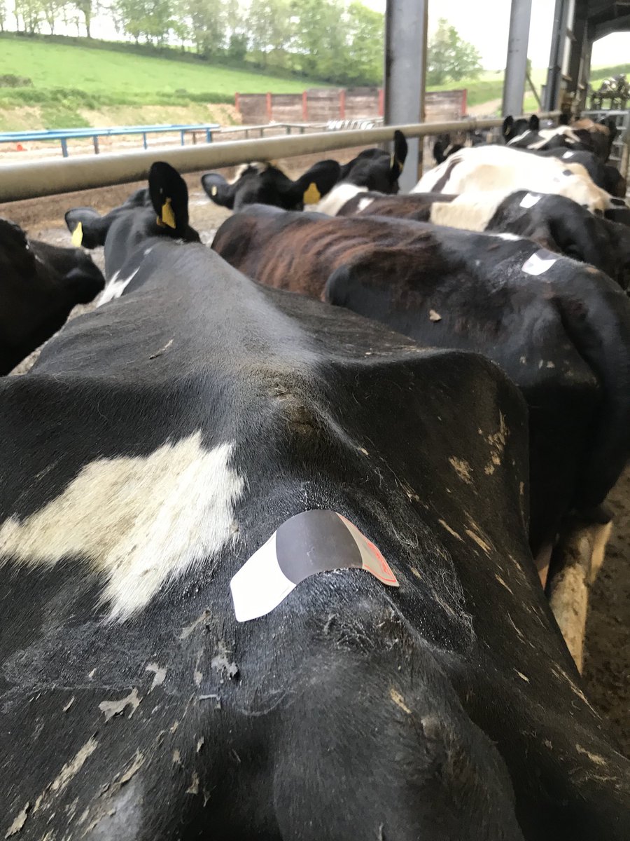 1dangammon's tweet photo. #breeding2022 and so it begins. We use coloured scratch cards on the top of tails to see who is ready for breeding. This is the start of the process for making milk for @ArlaFoodsUK in 2023 #LOFS2022 https://t.co/GW1v00bMVF