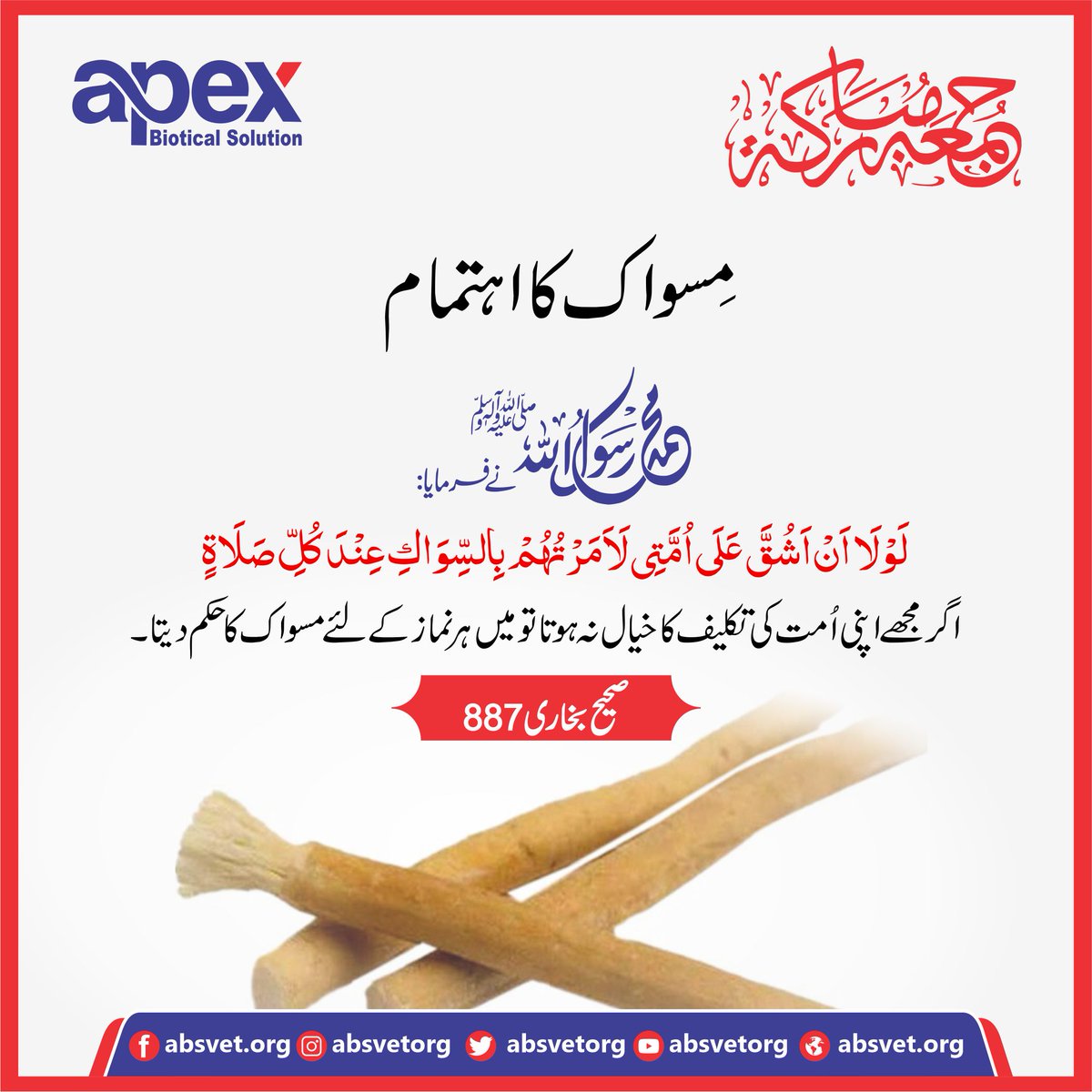 absvetorg's tweet photo. Prophet Muhammad ﷺ said, If I had not found it hard for my followers or the people, I would have ordered them to clean their teeth with Siwak for every prayer.
.
.
.
#Siwak #JummahMubarak #Jumma #Hadees #مسواک https://t.co/cx4ZIHyQup