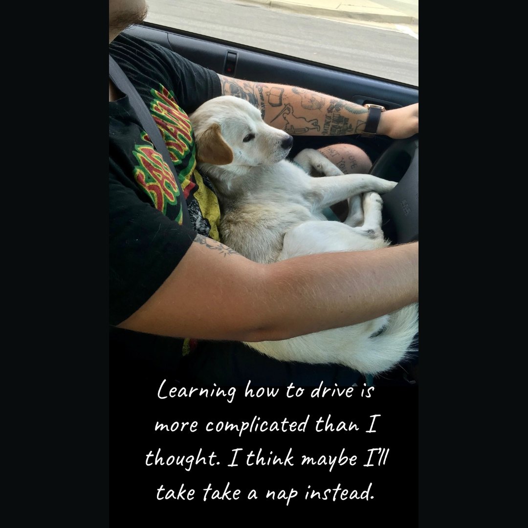 beachside_hb's tweet photo. How do we let Bronson the Beachside Auto Dog know that dogs aren't supposed to drive?
.
.
.
#automechanic
#autorepair
#autorepairnearme
#bestautorepair
#bestautorepairnearme
#hermosabeach
#car
#carsofinstagram
#90254
#autodiagnostic
#bronsonthebeachsideautodog https://t.co/7OrPYs4po2