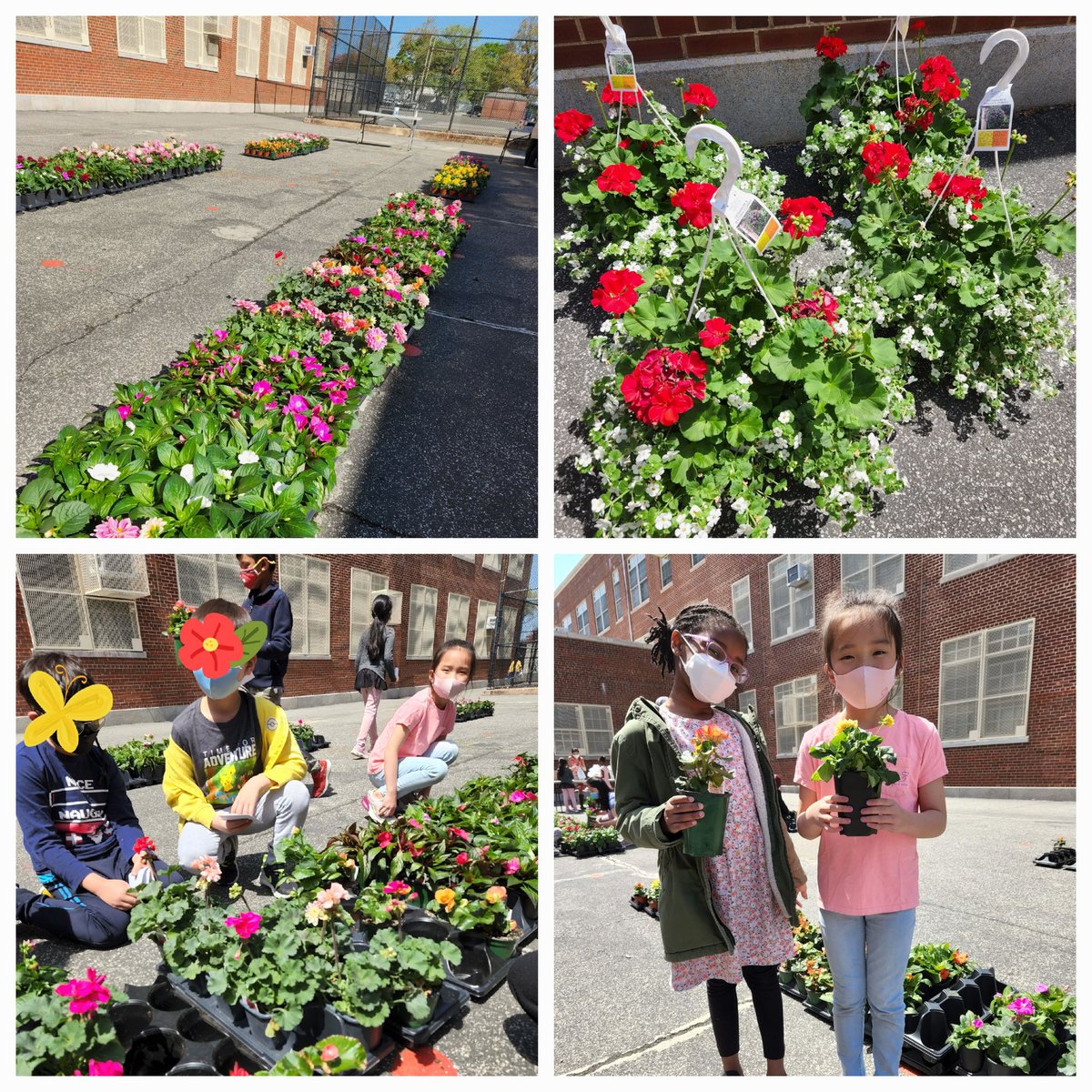 PS115QPTA's tweet photo. The joy of flowers at PS115Q Plant Sale🌼🌸🌺 Thank you PS115Q Families for supporting the school and wonderful volunteers to bring smiles to our students 💌🥰#ps115qptaPlantSale2022 https://t.co/TtjY1VMjux