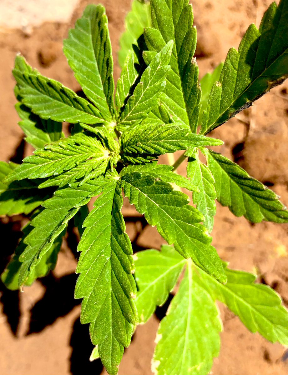 campodeorollc's tweet photo. #nmtruehemp #nmag #grownwithtradition https://t.co/VV4cq723I5
