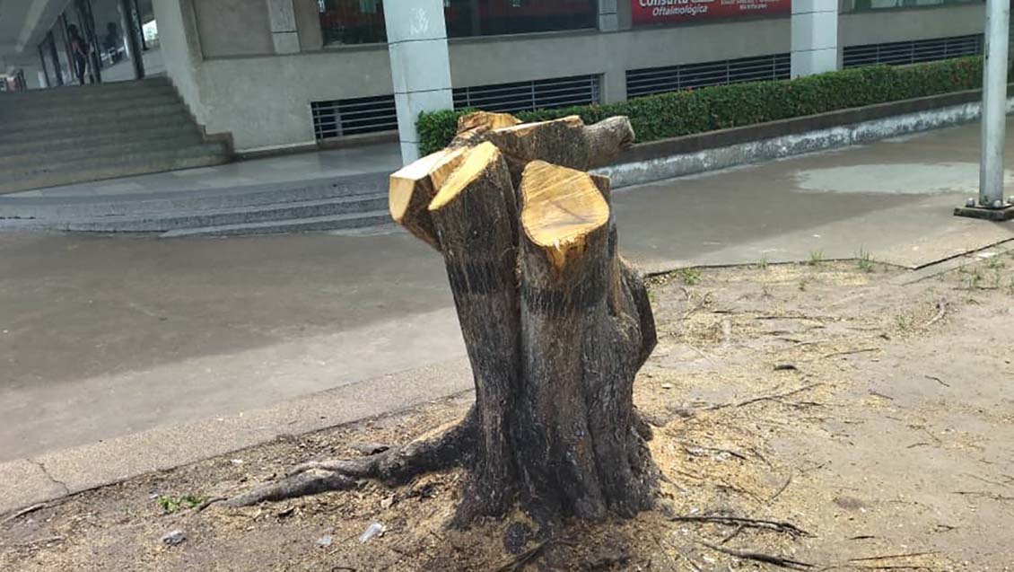 CorreodelCaroni's tweet photo. #ExpresiónVecinal | Vecinos denuncian tala indiscriminada de árboles en Paseo Caroní, Puerto Ordaz. Aseguran que la semana pasada cortaron un frondoso guayacán frente al CC Naraya. https://t.co/BaeppZhOuQ