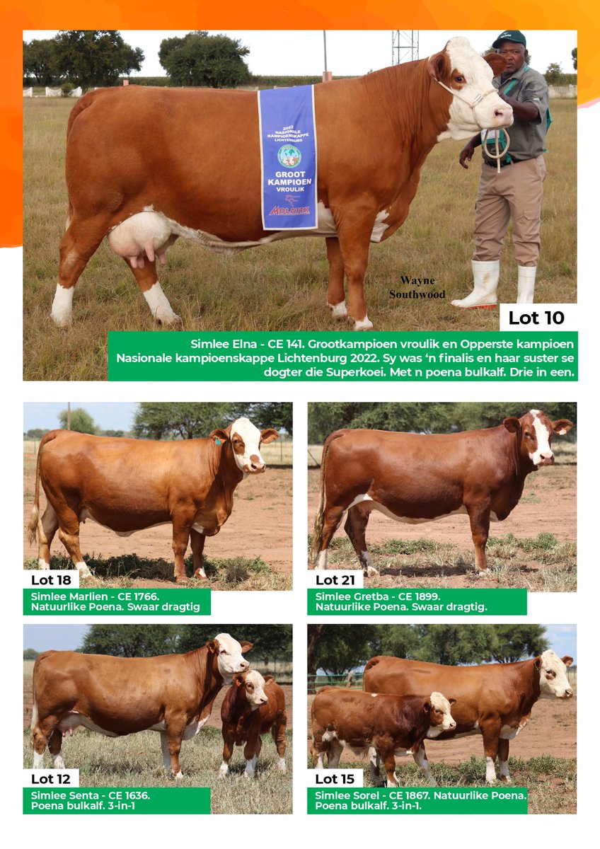 SimmentalerZA's tweet photo. Simlee #Simmentaler Auction, 27 Mei 2022 at 11h00 on the farm Faure, Thabazimbi.

20 Bulls and 35 females on offer. https://t.co/n3eOrf00L0