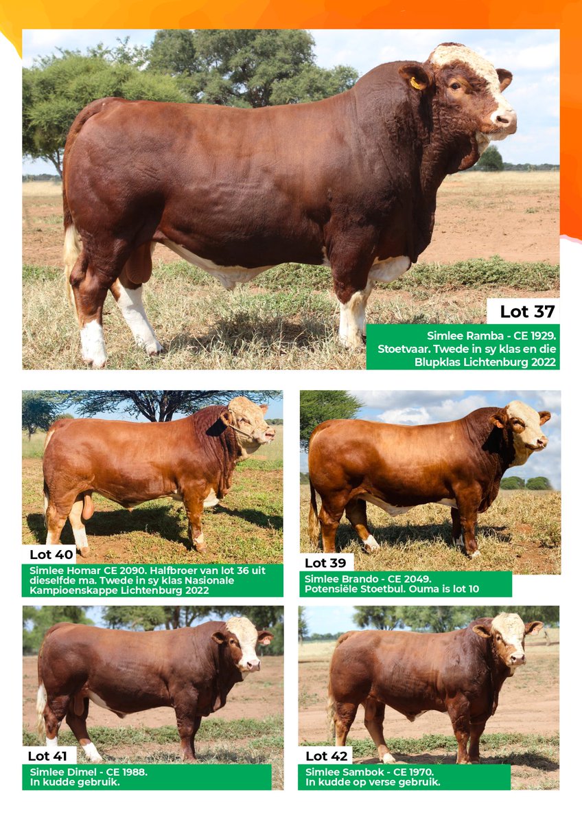 SimmentalerZA's tweet photo. Simlee #Simmentaler Auction, 27 Mei 2022 at 11h00 on the farm Faure, Thabazimbi.

20 Bulls and 35 females on offer. https://t.co/n3eOrf00L0