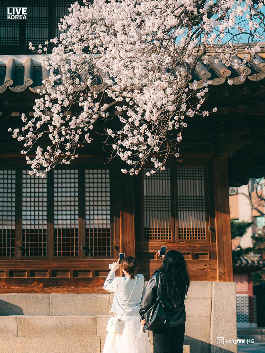 Deoksugung, Korea 🇰🇷
📷: yongfeel | IG
#livekoreasouth #korea #travelkorea