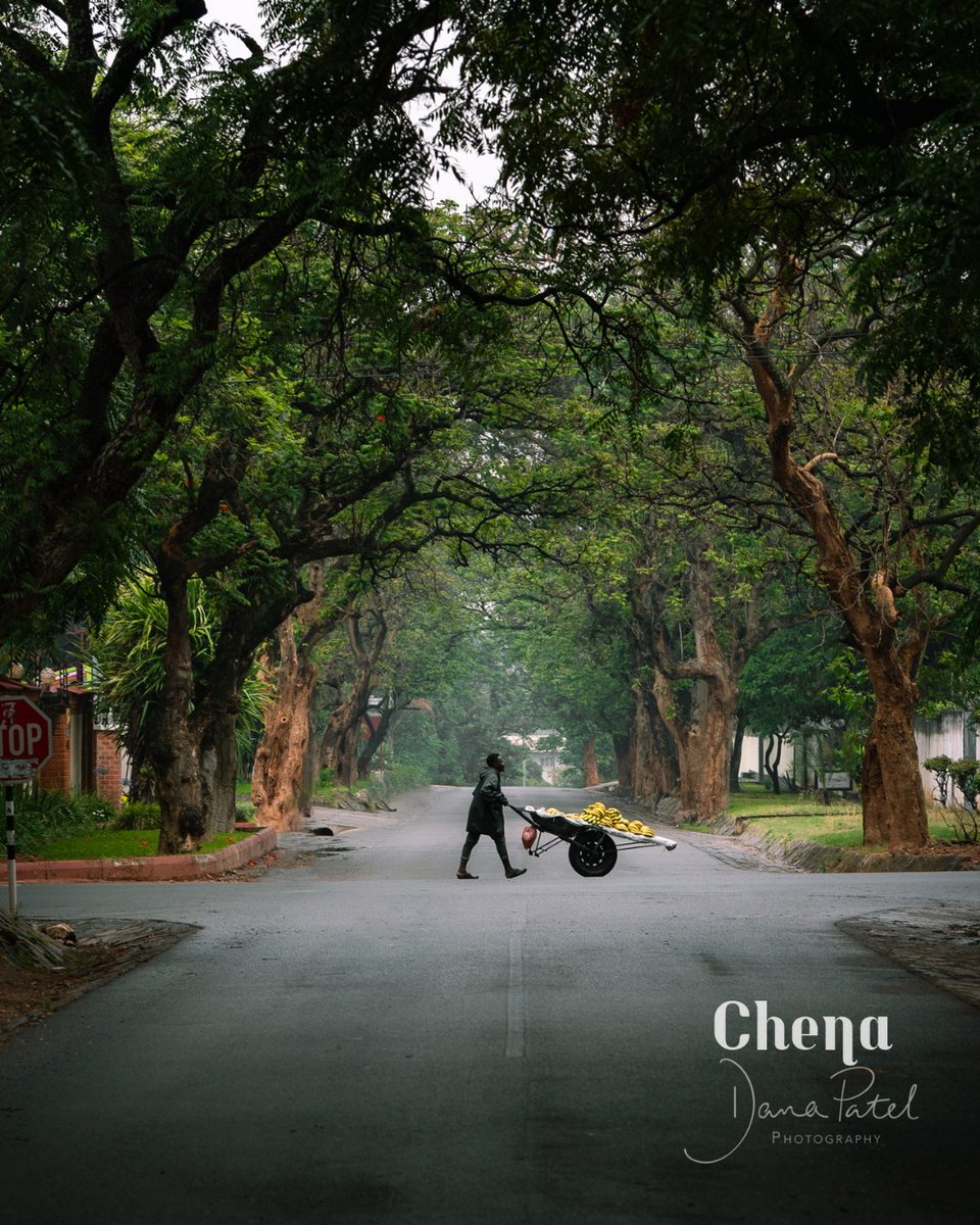 chena_gallery's tweet image. Another lovely image by Photographer Dana Patel @danapatelphoto titled "Cleanse" , with this image taken after the first rains of teh season. Now available at Chena Art Gallery

Call us on +2609635066655 or visit chena-gallery.com for more.

#lusaka #firstrains #africa
