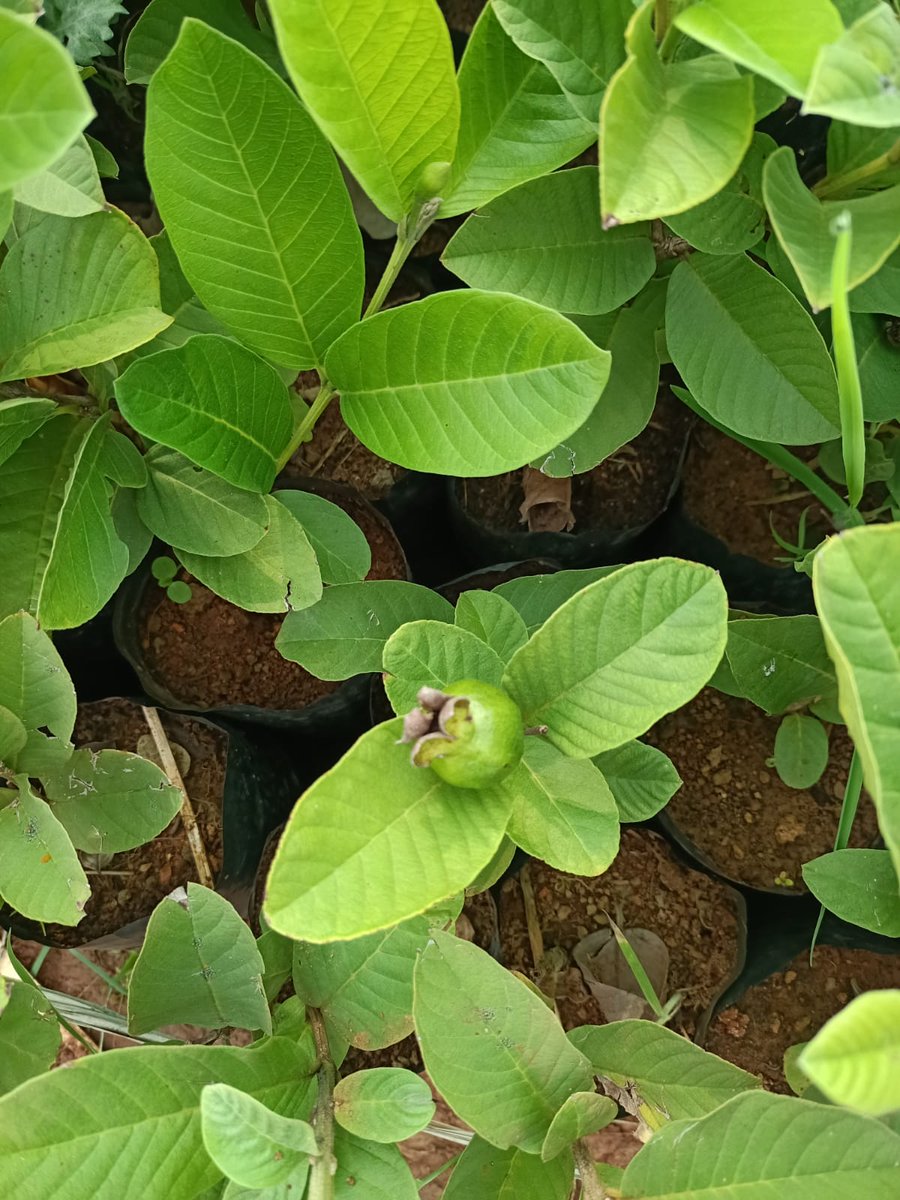 mpdo_dornakal's tweet photo. Vennaram nursery lo Thuvan Jamma https://t.co/ofwyJzJ62B