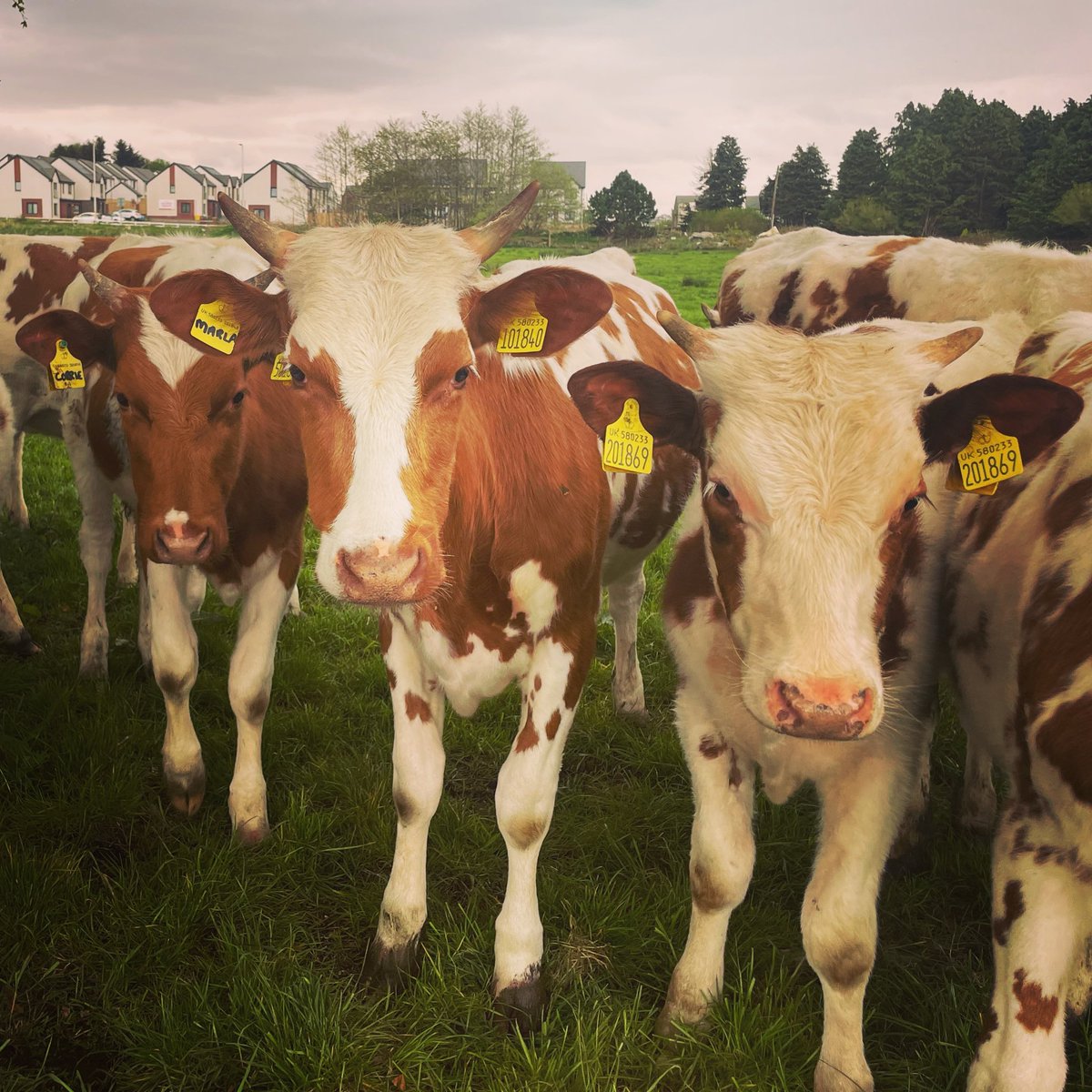 MossgielFarm's tweet photo. GO ON
.
Tell us you don’t like milk
.
One
.
More
.
Time
.
.
.
.
.
#Feart #MossgielFarm #Organic #GrassIsClass #Milk #Dairy #cowsofinstagram https://t.co/17wQGAvFMv