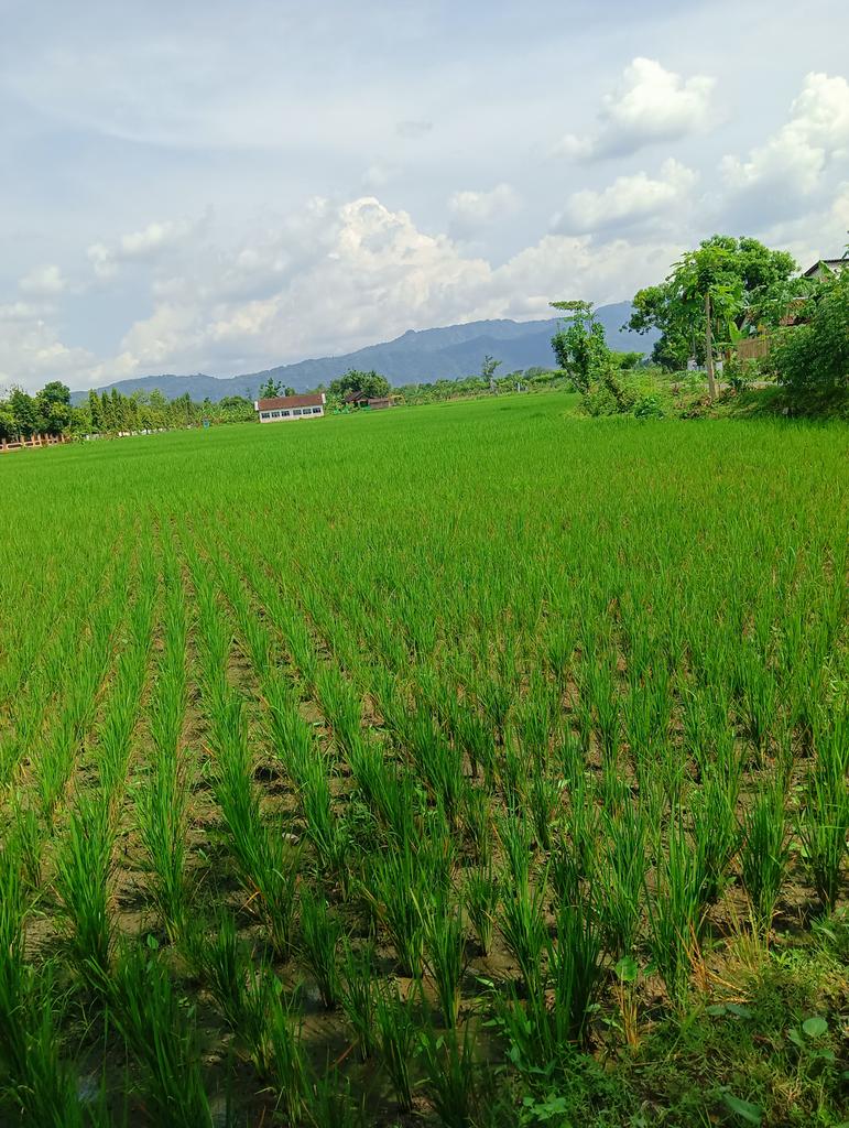 🌻🌻🌻🌻🌻🌻