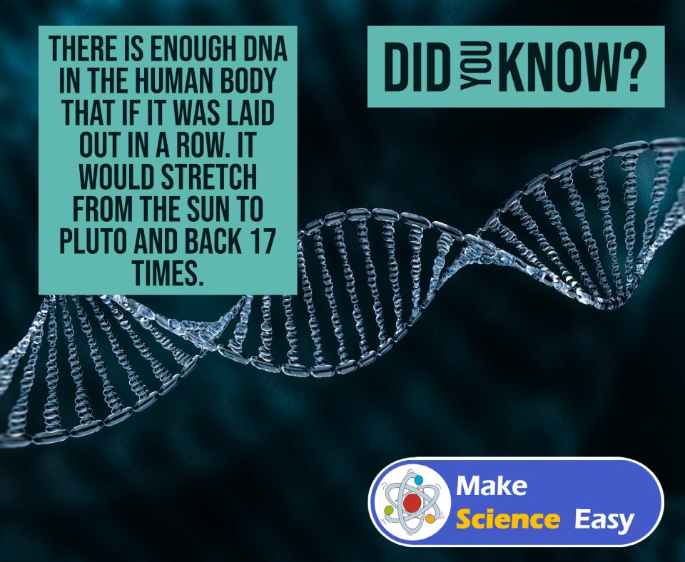MakeSciEasy's tweet photo. The human body has a huge amount of DNA. Learn more about science and prepare for your exams https://t.co/I2g9gKM0Nn 

#fridayfact https://t.co/AaHYTeC8LK