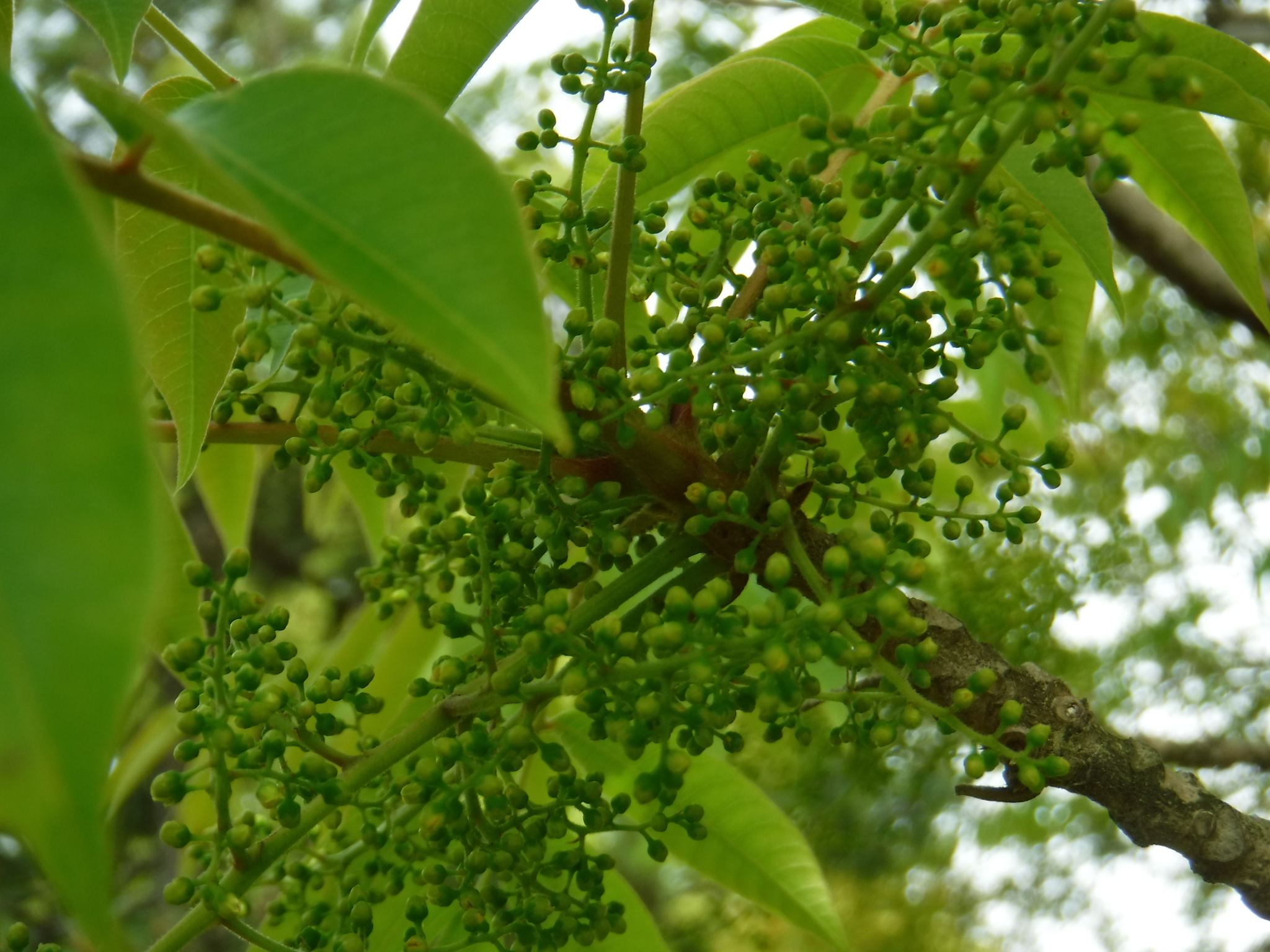 都立篠崎公園 二つの芝山の間にあるハゼノキに小さなツブツブの蕾を見つけました どんな花が咲くのが楽しみですが ハゼノキはウルシの仲間で触ると かぶれることがあるのでご注意ください 篠崎公園 ハゼノキ T Co Fvs7hgivz3 Twitter