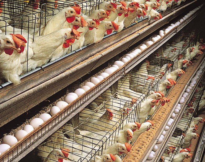 ModernAgUpdates's tweet photo. There is a lot of money in modern poultry farming. https://t.co/rxXYOzIIOX