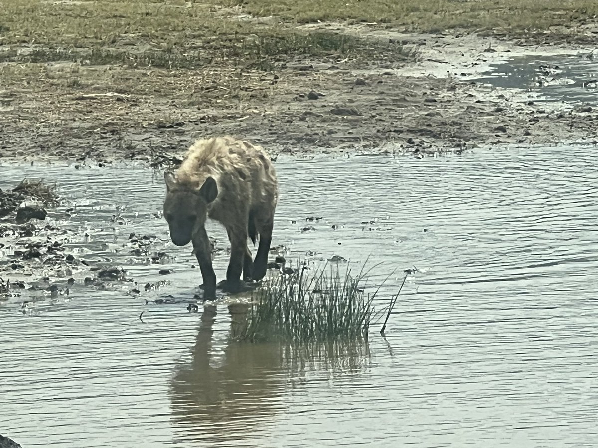 marthamutikani's tweet photo. #nature #gameview so encouraging to see such a clean environment #wildlife I. Tanzania #banplasticbags is very real their environment is very clean awesome views At #Ngorongorocrater #hippopotamus #Hyena #flamingo https://t.co/RgFEi1kTV3