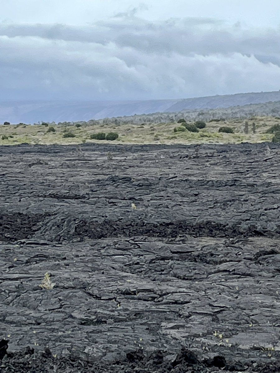blondehawg's tweet photo. #BigIslandHawaii #LavaFields #VolcanoesNP #HoleiSeaArch #PacificOcean #WildPigs #WPS https://t.co/8wx8iPMG2f