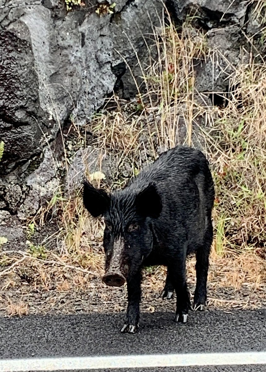 blondehawg's tweet photo. #BigIslandHawaii #LavaFields #VolcanoesNP #HoleiSeaArch #PacificOcean #WildPigs #WPS https://t.co/8wx8iPMG2f