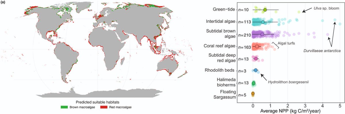 Dan Smale (@dansmale1) on Twitter photo Our paper on global seaweed distribution and productivity is now out:  3 years in the making with dream team of collabs. Seaweed habitats = Amazon rainforest in terms of both area and productivity and shld be included in global C budgets 🌱🌊onlinelibrary.wiley.com/doi/10.1111/ge… Our paper on global seaweed distribution and productivity is now out:  3 years in the making with dream team of collabs. Seaweed habitats = Amazon rainforest in terms of both area and productivity and shld be included in global C budgets 🌱🌊onlinelibrary.wiley.com/doi/10.1111/ge…