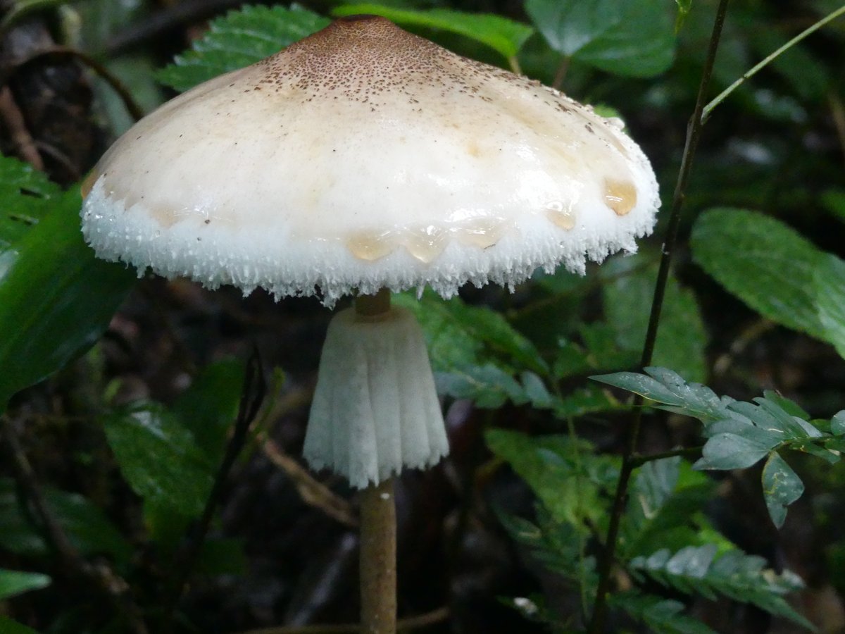 PhotosForTrees's tweet photo. Just a few of the #fungi seen on an afternoon walk in #KakamegaRainForest 

#kenyanforests #africanforests #hikingke #africanfungi #forestmushrooms 

@EAHerbarium_NMK @EastAfricaFungi https://t.co/GtxK6yMyeB