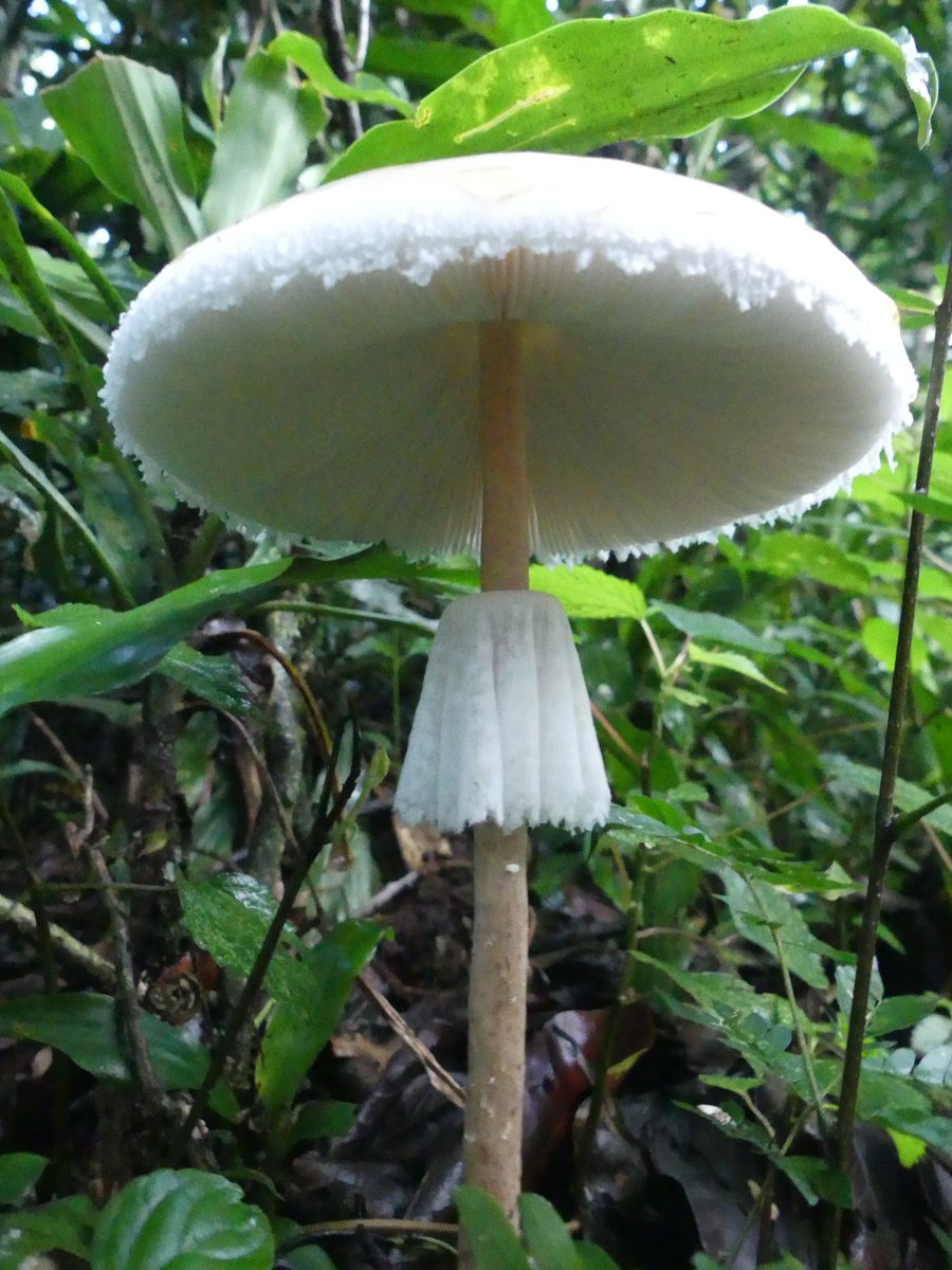 PhotosForTrees's tweet photo. Just a few of the #fungi seen on an afternoon walk in #KakamegaRainForest 

#kenyanforests #africanforests #hikingke #africanfungi #forestmushrooms 

@EAHerbarium_NMK @EastAfricaFungi https://t.co/GtxK6yMyeB