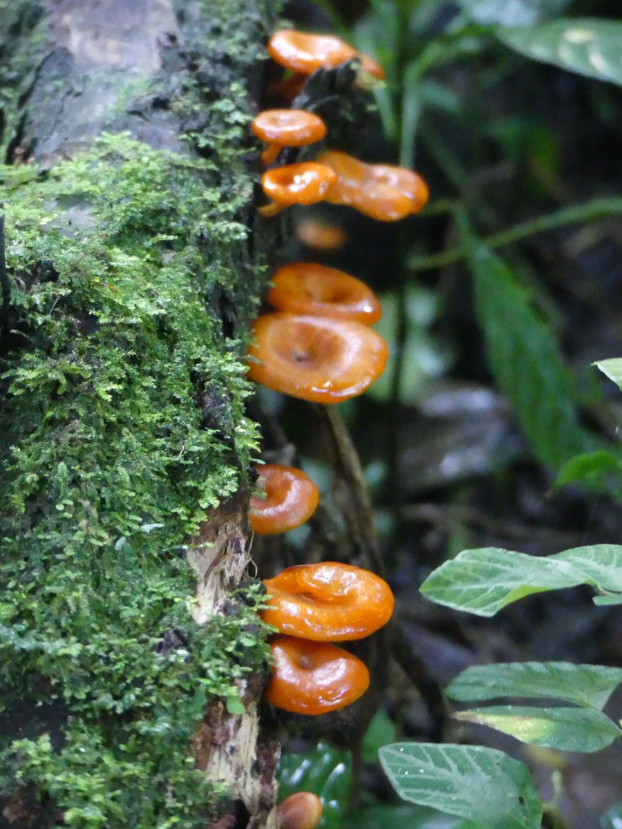 PhotosForTrees's tweet photo. Just a few of the #fungi seen on an afternoon walk in #KakamegaRainForest 

#kenyanforests #africanforests #hikingke #africanfungi #forestmushrooms #greenplanet @FungiwithBengi @GYBN_CBD @UNBiodiversity @magicalkenya https://t.co/4sSK30pFMo