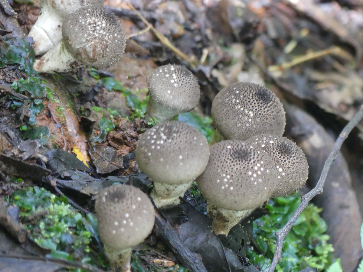 PhotosForTrees's tweet photo. Just a few of the #fungi seen on an afternoon walk in #KakamegaRainForest 

#kenyanforests #africanforests #hikingke #africanfungi #forestmushrooms #greenplanet @FungiwithBengi @GYBN_CBD @UNBiodiversity @magicalkenya https://t.co/4sSK30pFMo