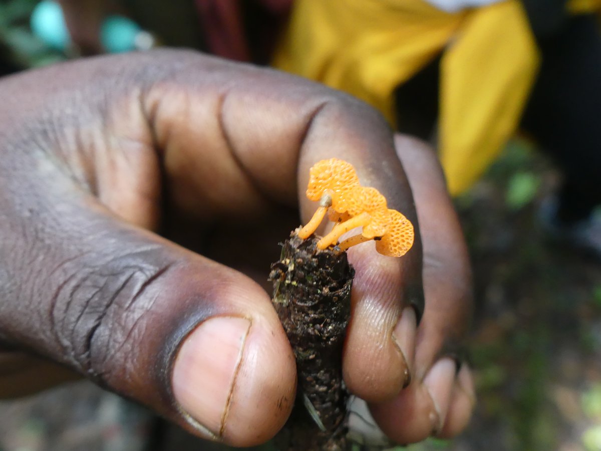 PhotosForTrees's tweet photo. Just a few of the #fungi seen on an afternoon walk in #KakamegaRainForest 

#kenyanforests #africanforests #hikingke #africanfungi #forestmushrooms #greenplanet @FungiwithBengi @GYBN_CBD @UNBiodiversity @magicalkenya https://t.co/4sSK30pFMo
