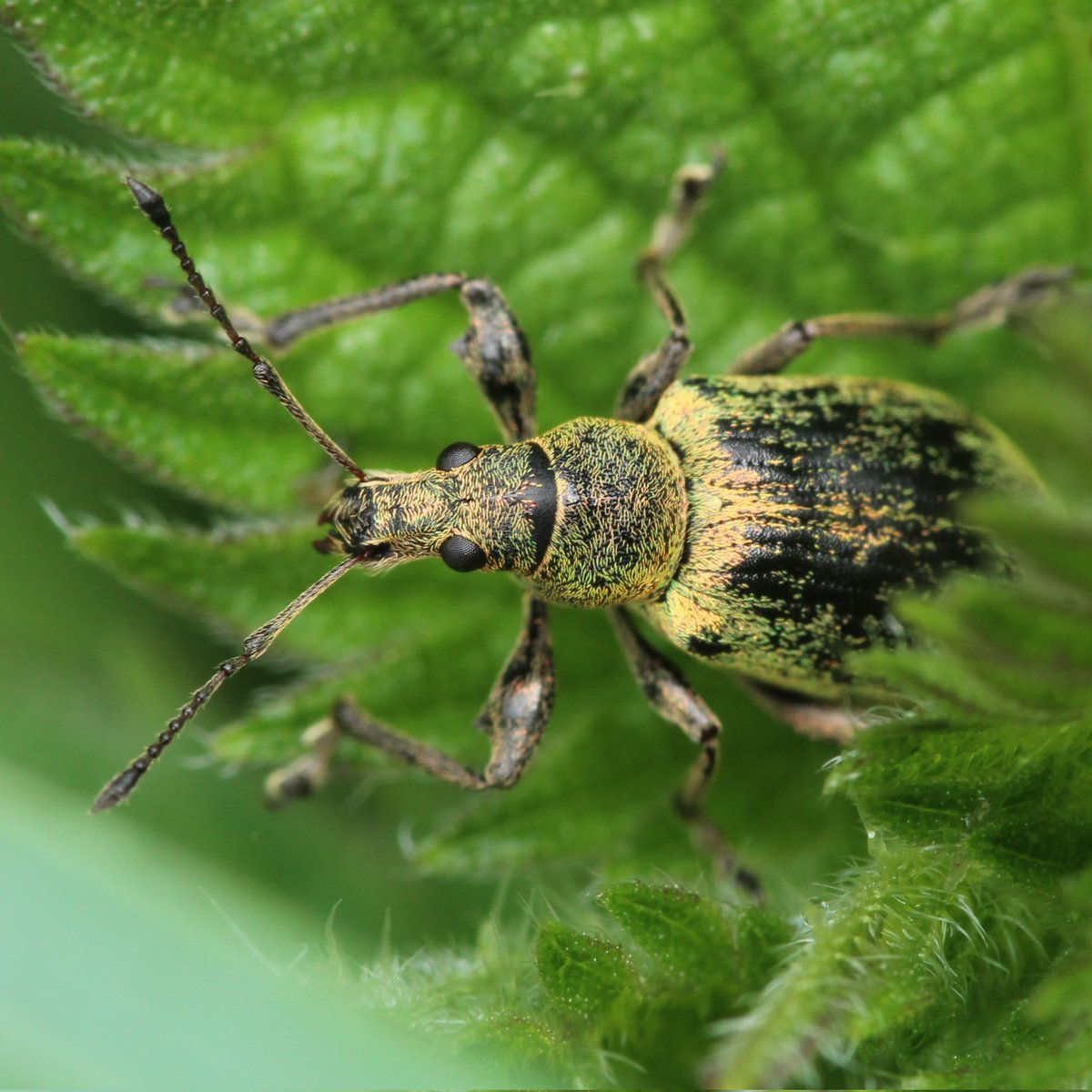 Trishsnaturepix's tweet photo. Love that the plants are full of insects again now and I can find little stunners like this weevil #weevil #insects #summerinsects #tinywildlife https://t.co/wxiUog21p5