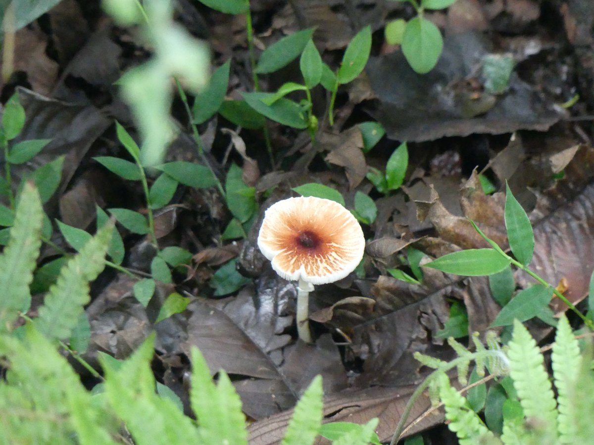 PhotosForTrees's tweet photo. Just a few of the #fungi seen on an afternoon walk in #KakamegaRainForest 

#kenyanforests #africanforests #hikingke #africanfungi #forestmushrooms #greenplanet #bbcgreenplanet @davidattenburro https://t.co/bs8CVy6Cxi