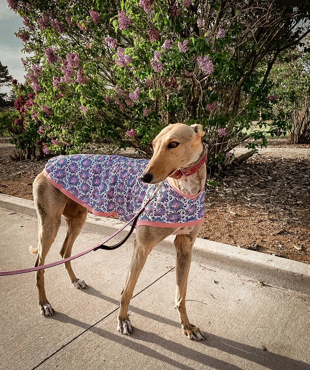 BrackenAndPaws's tweet photo. Good morning friends. 
Here's Pumpkin 🎃 in my #GotOutOfBed sleeveless tee 🏅 forever in love with this 🖤 thank you for the beautiful photograph. 
I've got a day of thesis revisions and meetings 😬 looking forward to some #BrackenAndPaws and personal sewing at the weekend 🧵🪡 https://t.co/Tg0vrI52Mj
