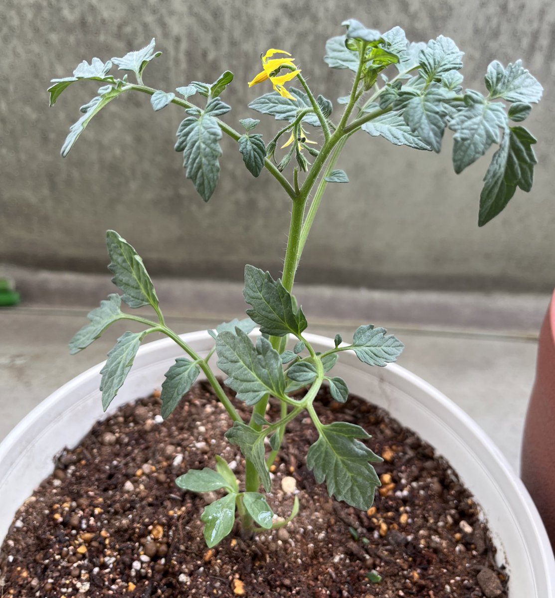 plugmeinto09's tweet photo. 健康ミニトマトリコピン生活大作戦in2022始動！！🍅
アイコと千果なんだと思うけど、どっちがどっちかもうわからなくなりました！育て方復習しなきゃ。とりあえず、脇芽を取るんだったよね🤔🌱 https://t.co/DeURwLBuL9