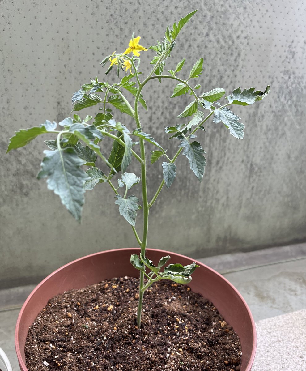plugmeinto09's tweet photo. 健康ミニトマトリコピン生活大作戦in2022始動！！🍅
アイコと千果なんだと思うけど、どっちがどっちかもうわからなくなりました！育て方復習しなきゃ。とりあえず、脇芽を取るんだったよね🤔🌱 https://t.co/DeURwLBuL9
