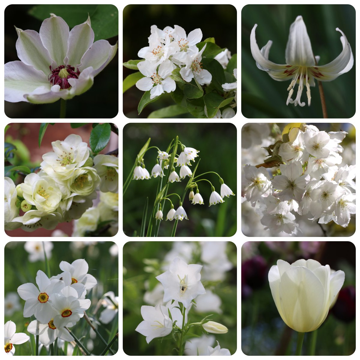 A white and pastel theme for #flowersonfriday and who knew there was a #sauvignonblancday 🤍🌱🍇 #gardens #GardeningTwitter #GardenersWorld #NationalGardeningWeek