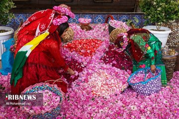IraninMilan's tweet photo. Il villaggio di #Meymand nel #Fars da tempo accoglie i turisti che vi si recano per osservare la produzione dell'acqua di rose, #Golab. Liquido fragrante ottenuto tramite processo di distillazione a vapore dei petali di rosa damascena, usato in medicina, cucina e cosmesi. #Iran https://t.co/zETlxvXKId