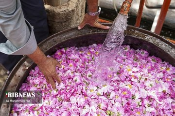 IraninMilan's tweet photo. Il villaggio di #Meymand nel #Fars da tempo accoglie i turisti che vi si recano per osservare la produzione dell'acqua di rose, #Golab. Liquido fragrante ottenuto tramite processo di distillazione a vapore dei petali di rosa damascena, usato in medicina, cucina e cosmesi. #Iran https://t.co/zETlxvXKId