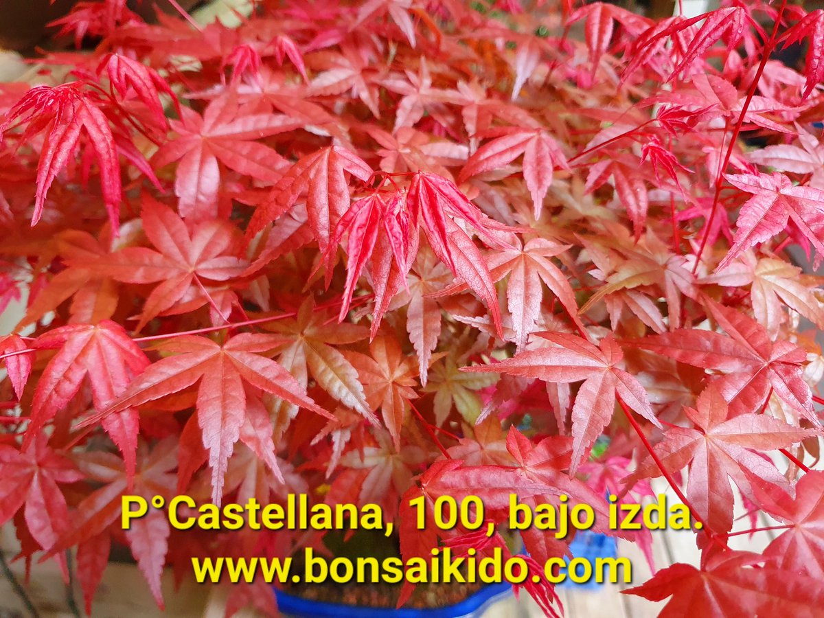 bonsaikido's tweet photo. #Arce #palmatum #deshojos a la venta
Hoy viernes,⏳abierto de 17 a 21h.
Paseo de la Castellana, 100, bajo izda.
BONSAIKIDO, tu tienda y escuela de #bonsai
en Madrid. https://t.co/BoVmVy2717 https://t.co/f8SjCPmDvd