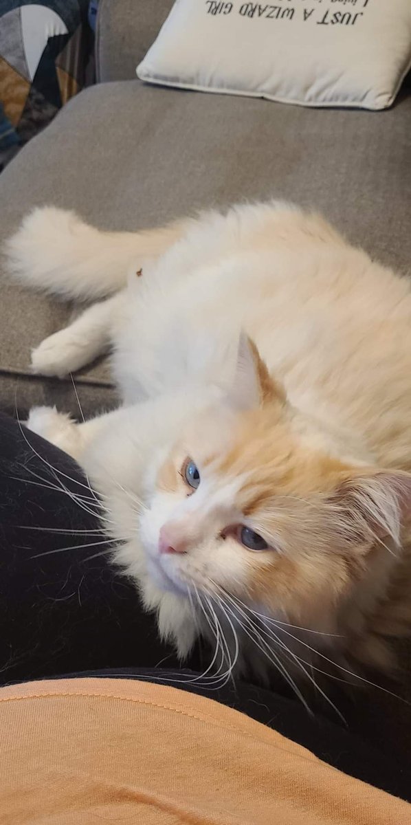 BelleBella94's tweet photo. Early morning cuddles with this fluffy monster #needsabath #CatsofTwittter #familytime https://t.co/s09Rkek2YY
