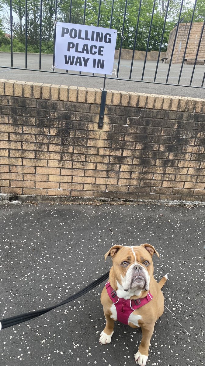 ___zoeh's tweet photo. #DogsAtPollingStations https://t.co/ETm5EVSSUe