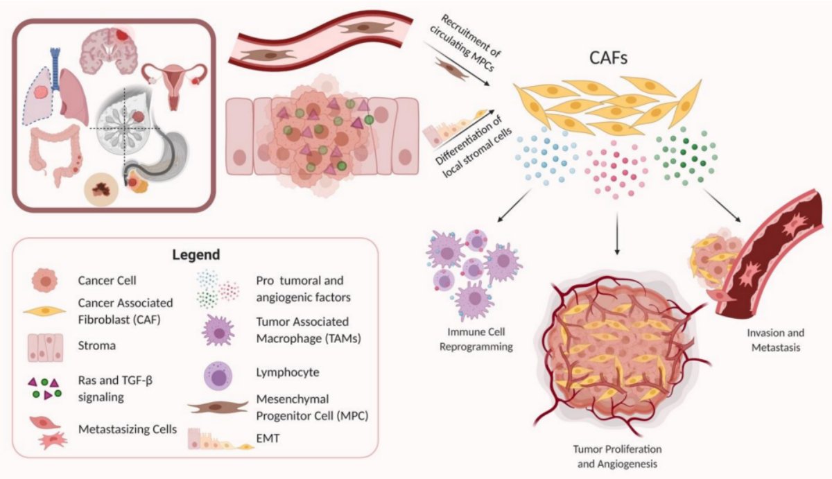 MDPIOpenAccess's tweet photo. Paper published in @Cancers_MDPI (ISSN 2072-6694) provides a detailed overview of the key roles that cancer-associated #fibroblasts play in the scope of systemic disease and the mechanisms by which they enhance protumoral effects.

Access the paper: https://t.co/bvAjCdYZzC https://t.co/5HBkNYRrOS