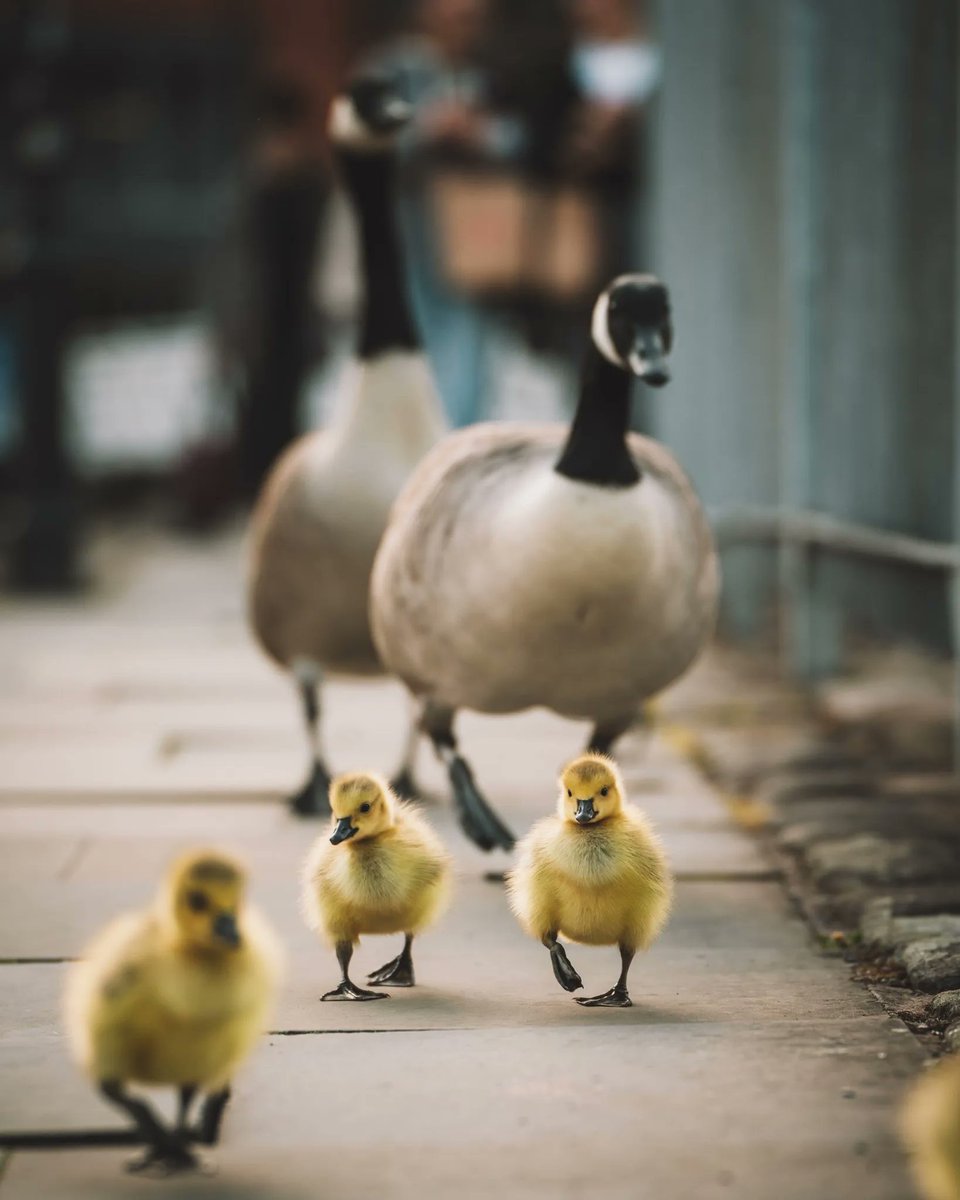 Morning 👋 

It's Gosling season along Manchester's canals! 😍❣️

📷: <a href="/manc_wanderer/">Nathan Whittaker</a>