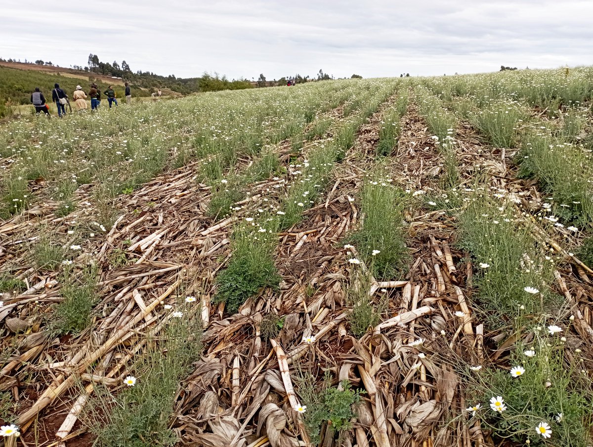 ParisThumi's tweet photo. The three principles of Conservation Agriculture are more effective in increasing yield and soil conservation when applied combined than when applied individually.
#Soilhealth #conservationagriculture #foodsecurity #economicgrowth #youthinagriculture https://t.co/inNiFWRhC1