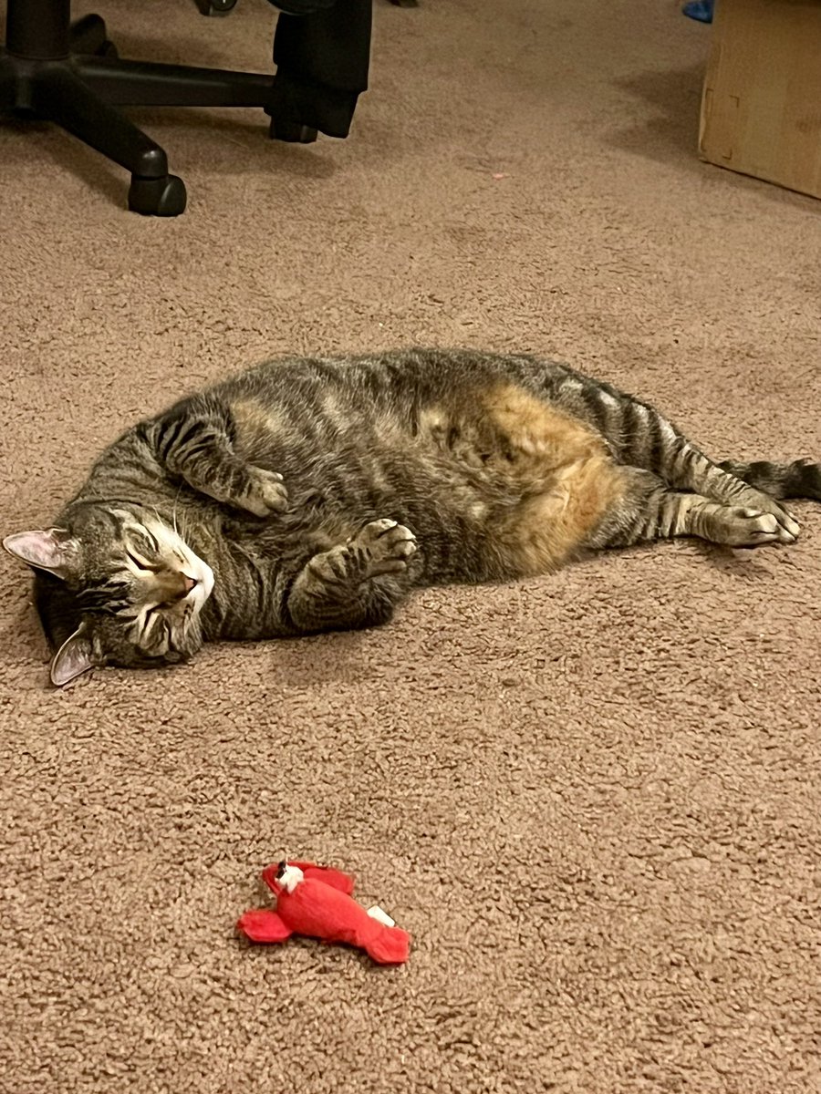 He was playing with his lobster and he got tired