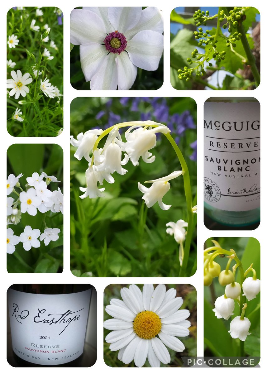 For #FlowersOnFriday  #SauvignonBlancDay   Some whites from our place. Including teeny tiny grapes in the greenhouse.  Cheers! 🍷 #SauvignonBlancDay