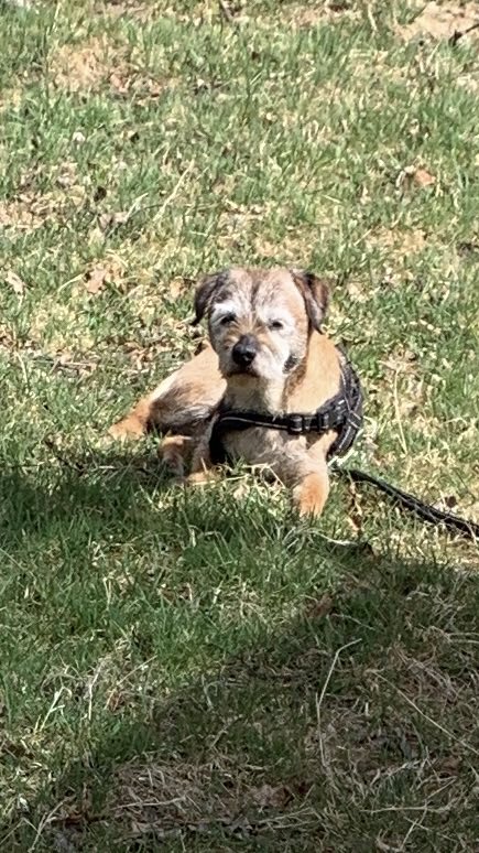 bt_skipper's tweet photo. Hi all this morning I am at the vet with hoomum. Didn’t eat three days and didn’t drink enough. So I am not very well after a couple of fantastic months with Librela injections. Let’s hope the vet can help me. Fingers crossed. https://t.co/F4NPAkHmDn