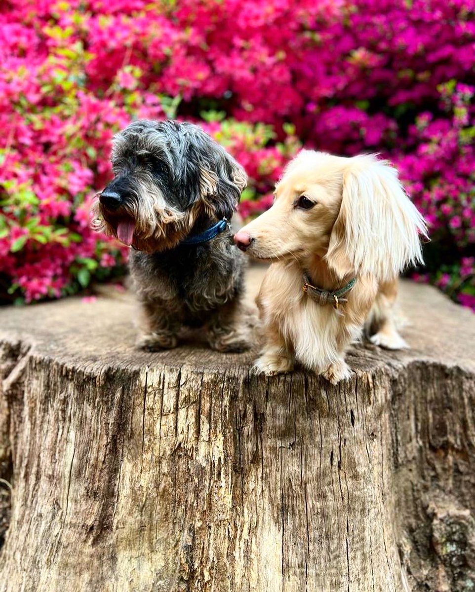 The bursting colourful display of azaleas and rhododendrons at the Isabella Plantation in Richmond Park is really quite something. If you get a chance this weekend, do go, it’s a delight, and the grand puppies @florandpip throughly agree 🌸🌸. Happy Friday