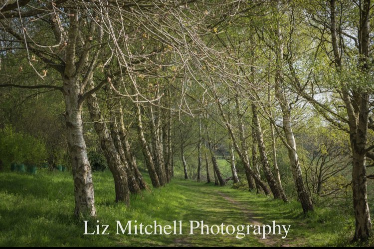 In_the_Pix's tweet photo. Beautiful birch avenue @LovellQuintaArb #beautifulcheshire #Cheshire
#avenueoftrees #trees #ThePhotoHour #shinrinyoku https://t.co/pR3o9gtv5W