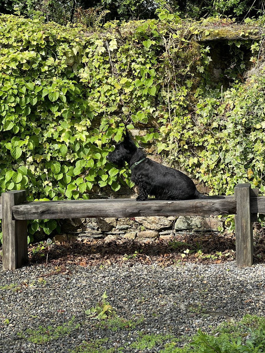 Obvious bias but he’s a handsome wee fella.